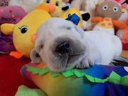 Цуценята золотистого ретрівера Ot Bahur. - foto 4